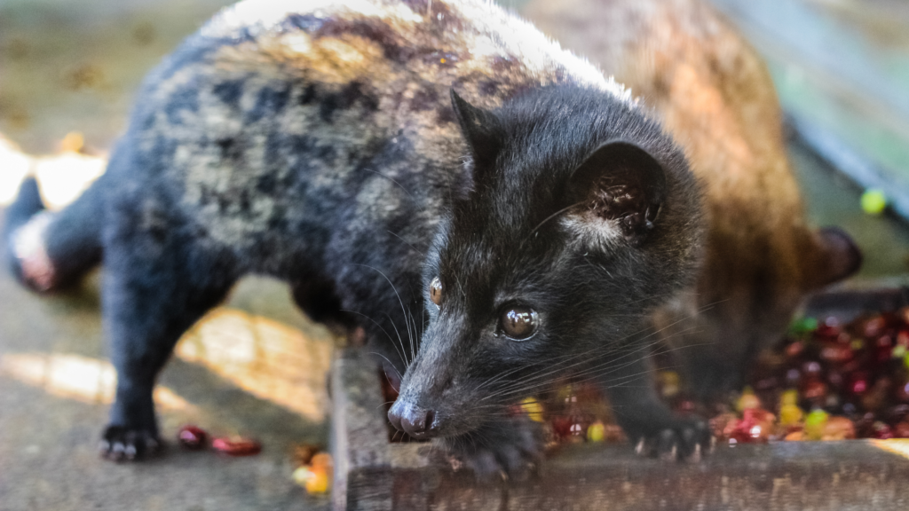 Kopi Luwak Coffee 