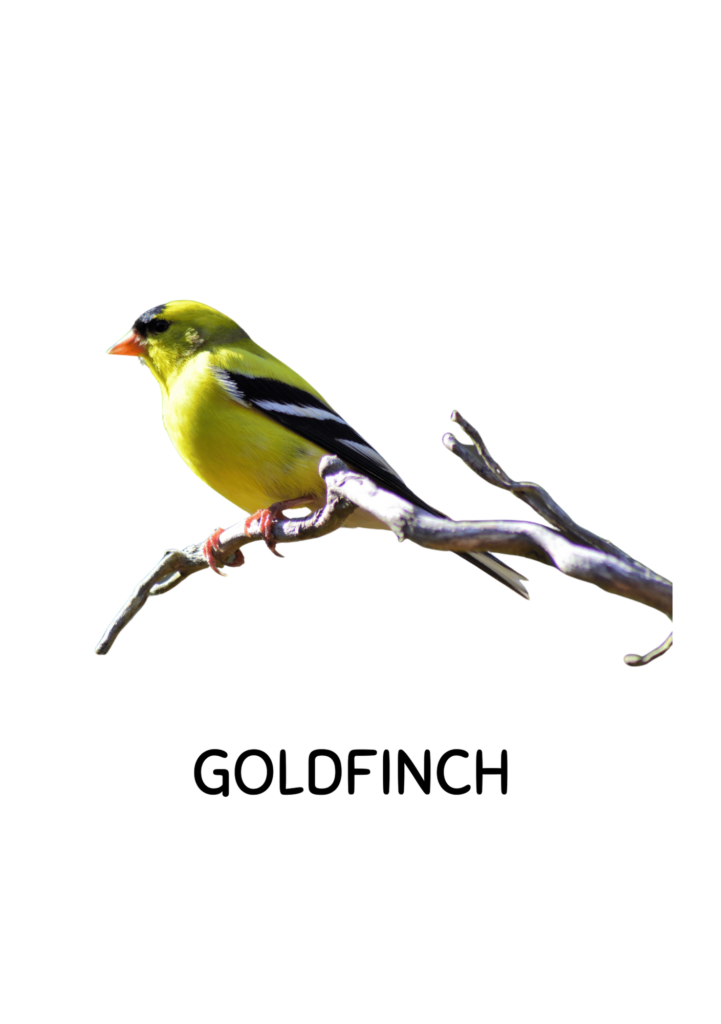 Birds flashcards