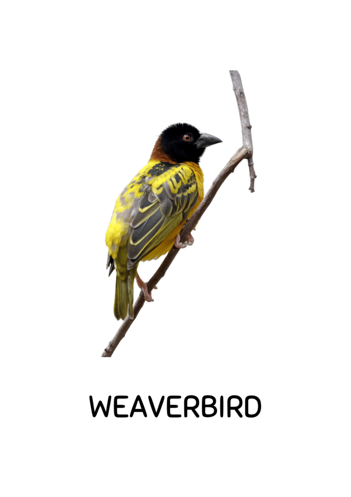 Birds flashcards