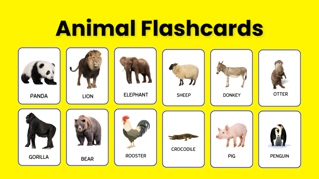 Animal Flashcards